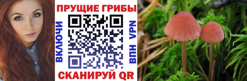 где купить наркоту  Нижний Новгород  Псилоцибиновые грибы ЛСД 
